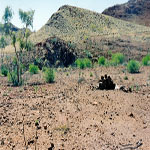 Croydon Goldfield Cemetery