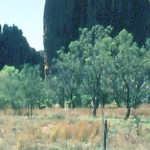 GIBBS Oswald Cuthbert & BOURKE Frank 