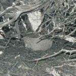 DAVIS Barbara Sarah Goodwin 