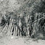 DAVIS Barbara Sarah Goodwin 