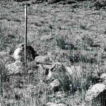 Fraser Range Station