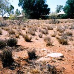 Nanutarra Station homestead 